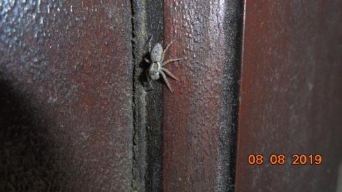 Menemerus semilimbatus